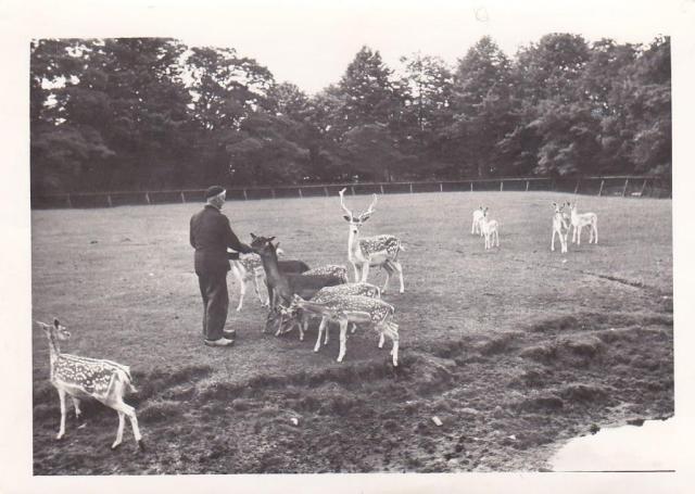 Het hertenkamp in 1954
