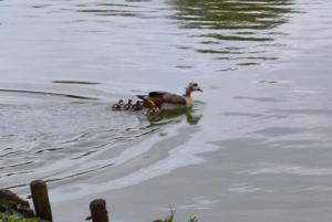 DSC_0280 Nijlgans kuikens 2 13 04 2014