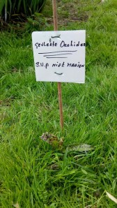 Gevlekt orchis 05 05 2014