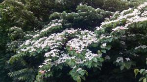 Zakdoekjesboom 16 06 2014