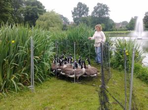 Ganzenonderzoek Bpark 2013