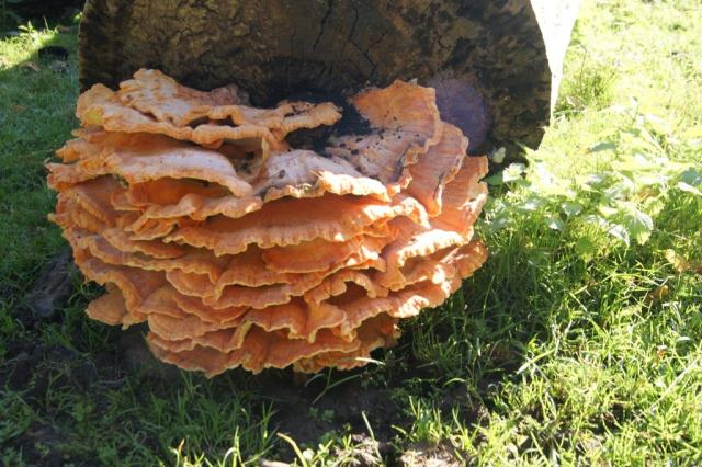 Elfenbankjes Boeremapark