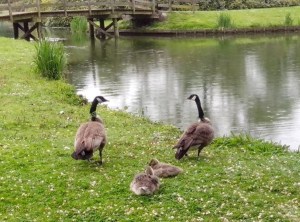Canadese ganzen met jongen