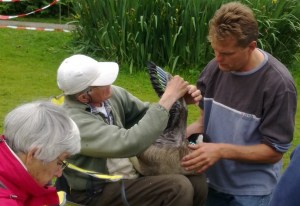 Ganzenonderzoek Bpark 2013 4